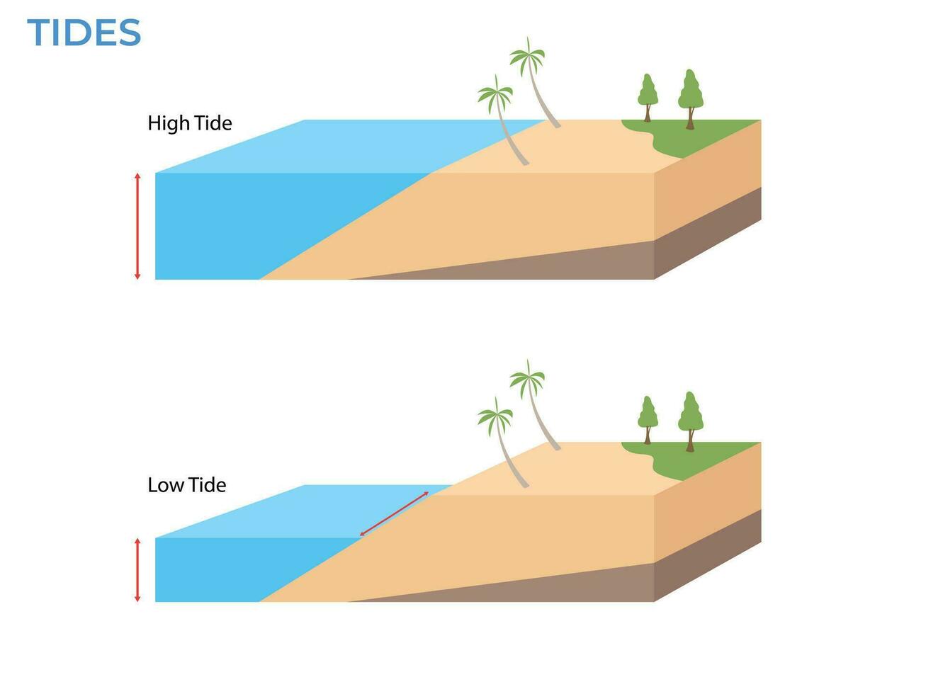 alto y bajo mareas paisaje mar con palma arboles agua nivel vector