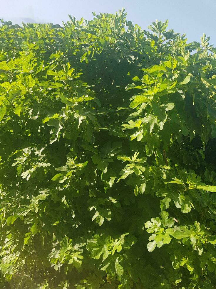 Fig Tree in Original Landscape photo