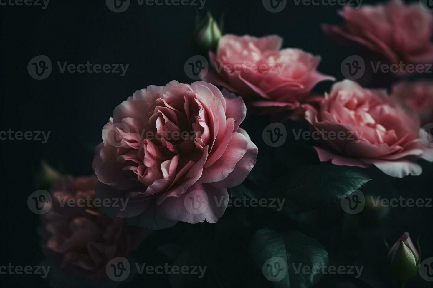 AI generated Pastel pink roses close-up dark romantic background. Ai generated photo
