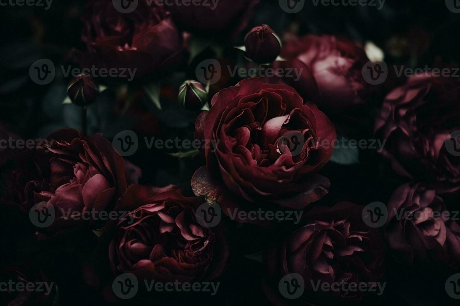 AI generated Burgundy color roses dark moody romantic background. Close-up flowers card backdrop. Ai generated photo