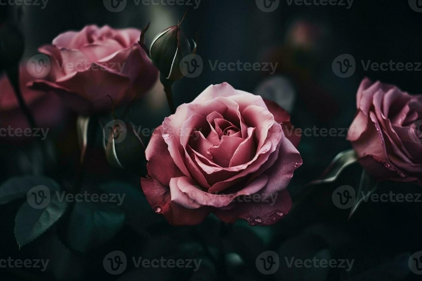 AI generated Pastel pink roses close-up dark romantic background. Ai generated photo