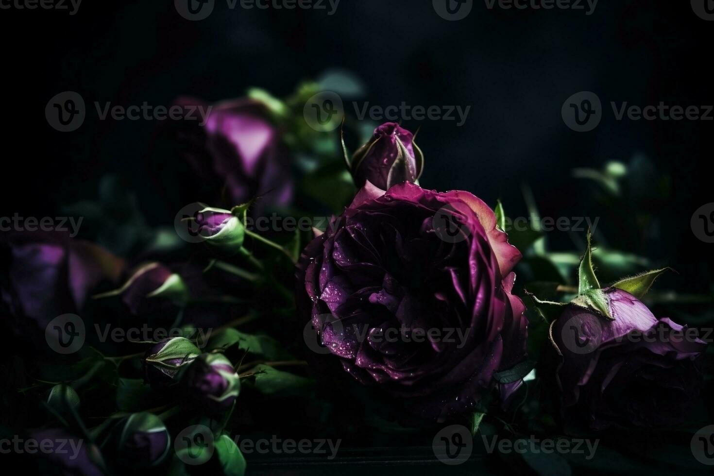 AI generated Purple roses dark moody romantic background. Close-up flowers card backdrop. Ai generated photo