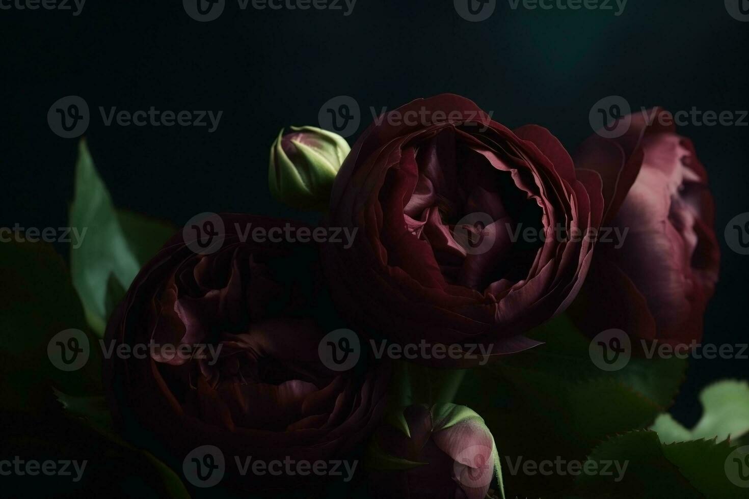 AI generated Burgundy color roses dark moody romantic background. Close-up flowers card backdrop. Ai generated photo