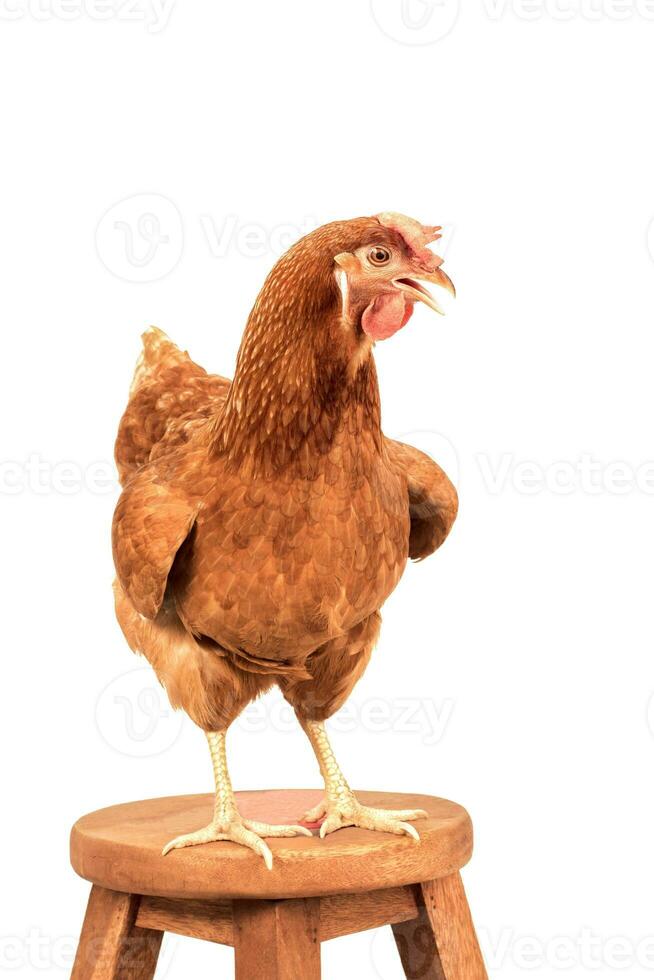 full body of brown chicken standing on wood desk isolated white background photo