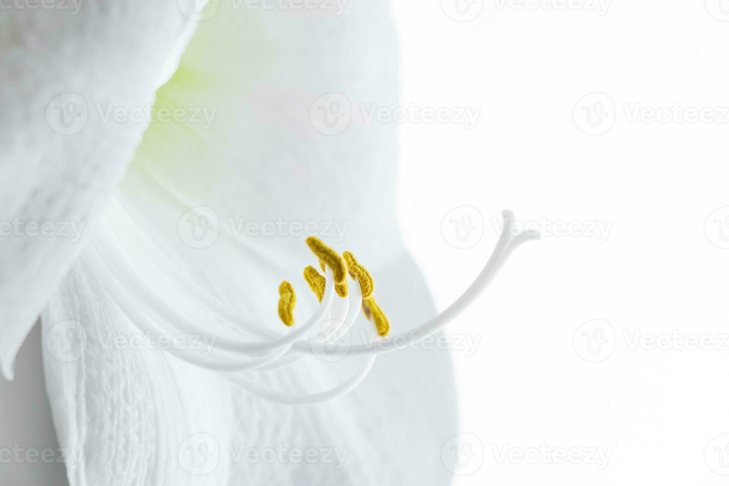 Delicate hippeastrum flower on white background. Stamens and pistil. photo