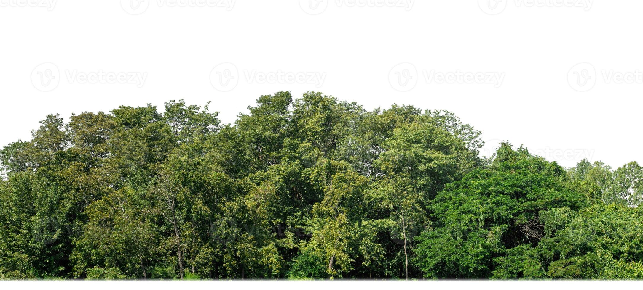 A group of rich green trees High resolution on white background. photo