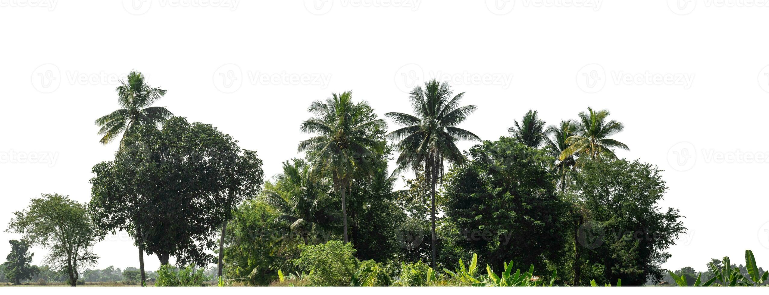 A group of rich green trees High resolution on white background. photo