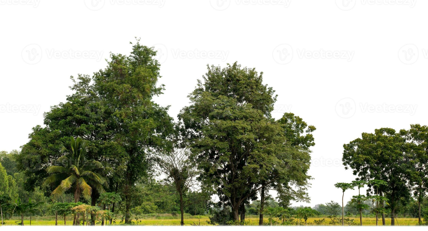A group of rich green trees High resolution on white background. photo