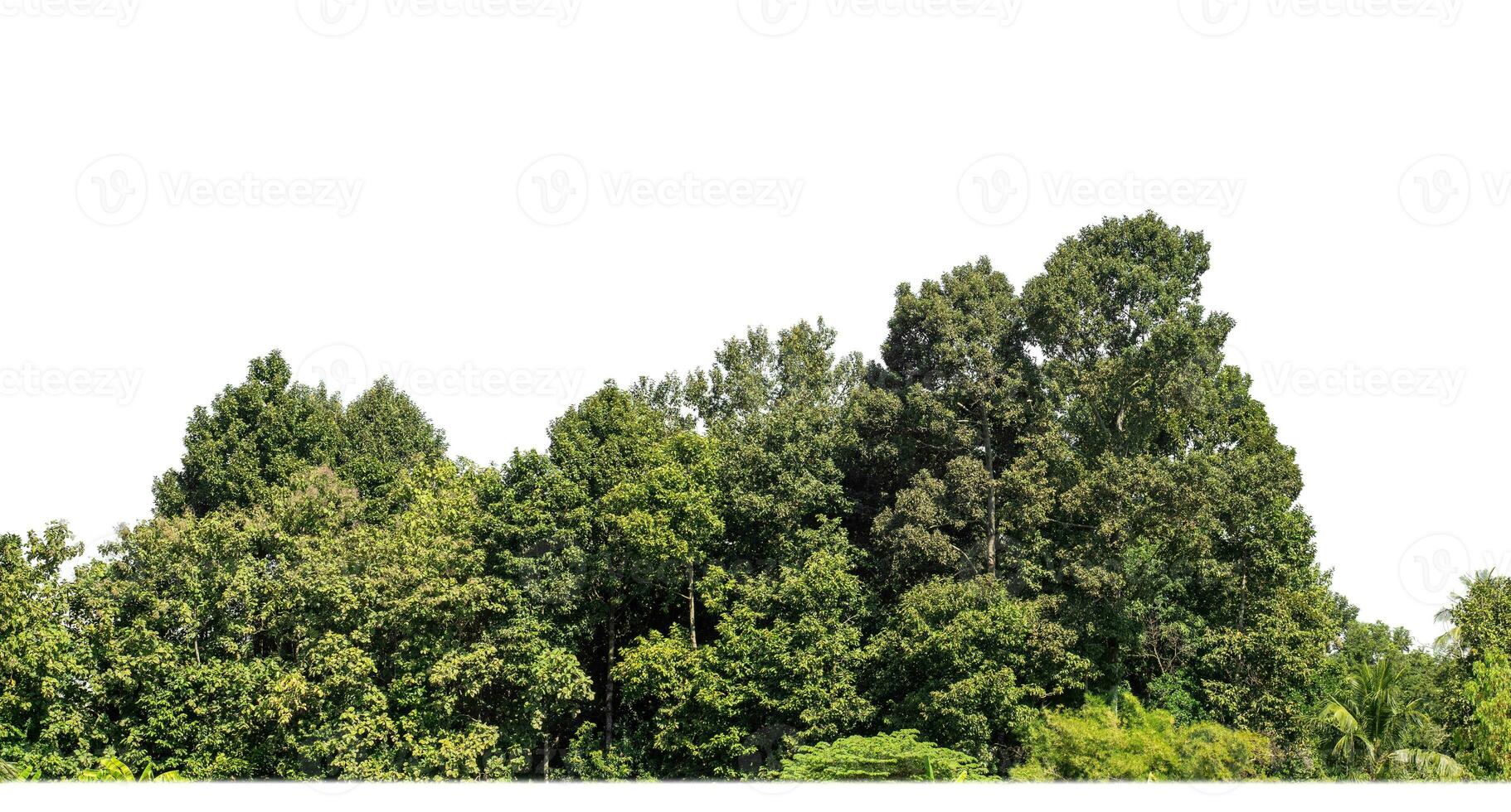 un grupo de Rico verde arboles alto resolución en blanco antecedentes. foto