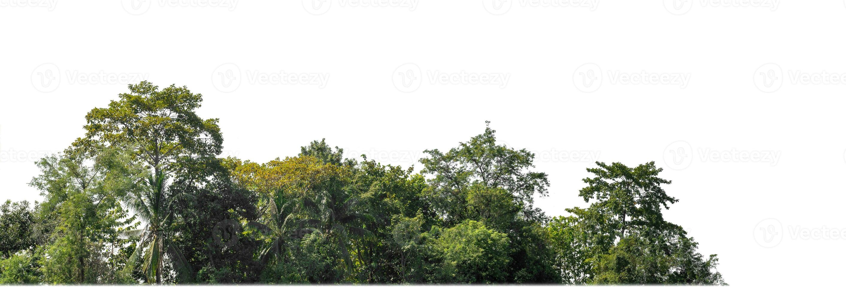 A group of rich green trees High resolution on white background. photo