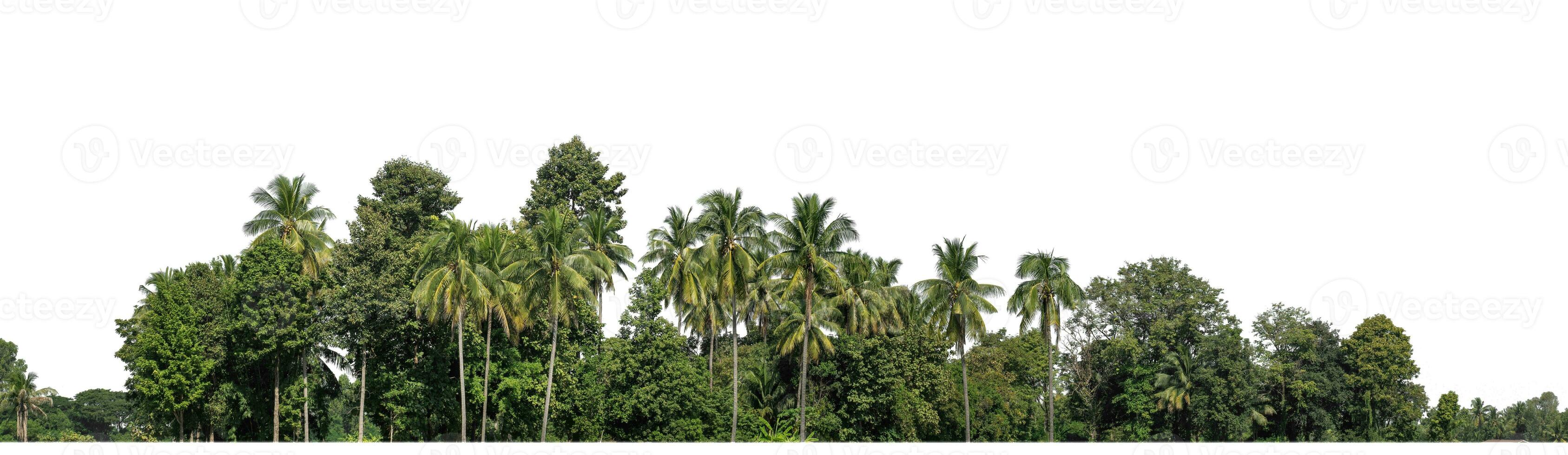 un grupo de Rico verde arboles alto resolución en blanco antecedentes. foto