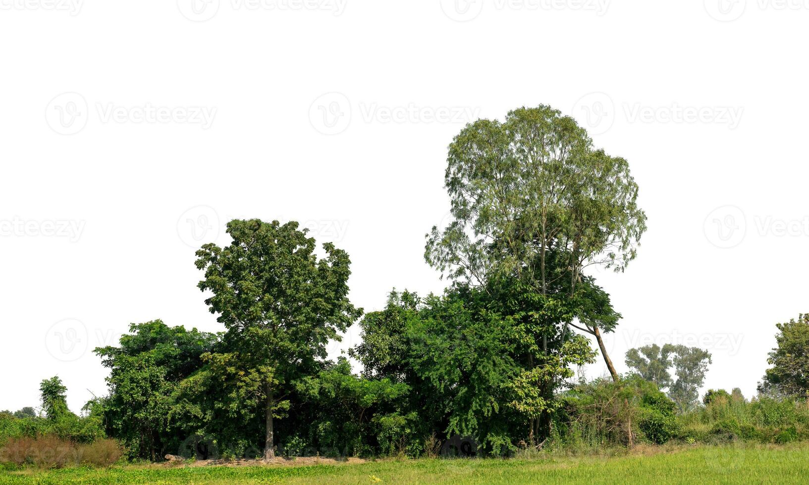 A group of rich green trees High resolution on white background. photo