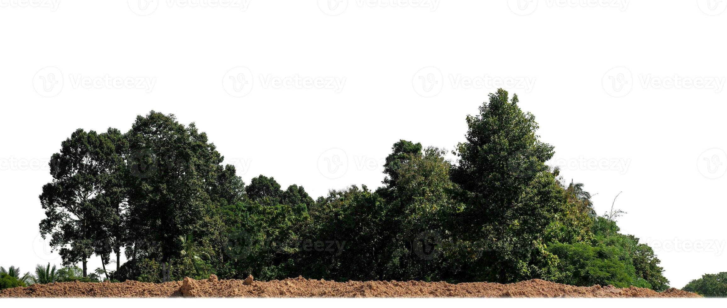 Forest in summer, high resolution on white background. photo