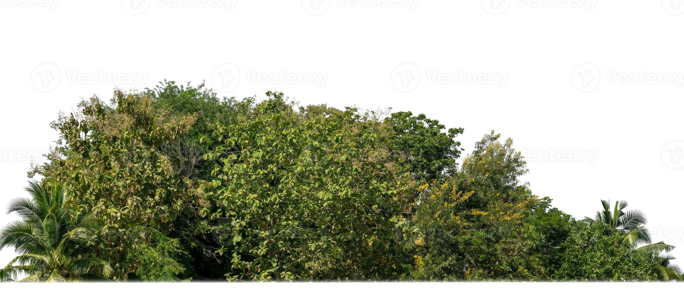A group of rich green trees High resolution on white background. photo