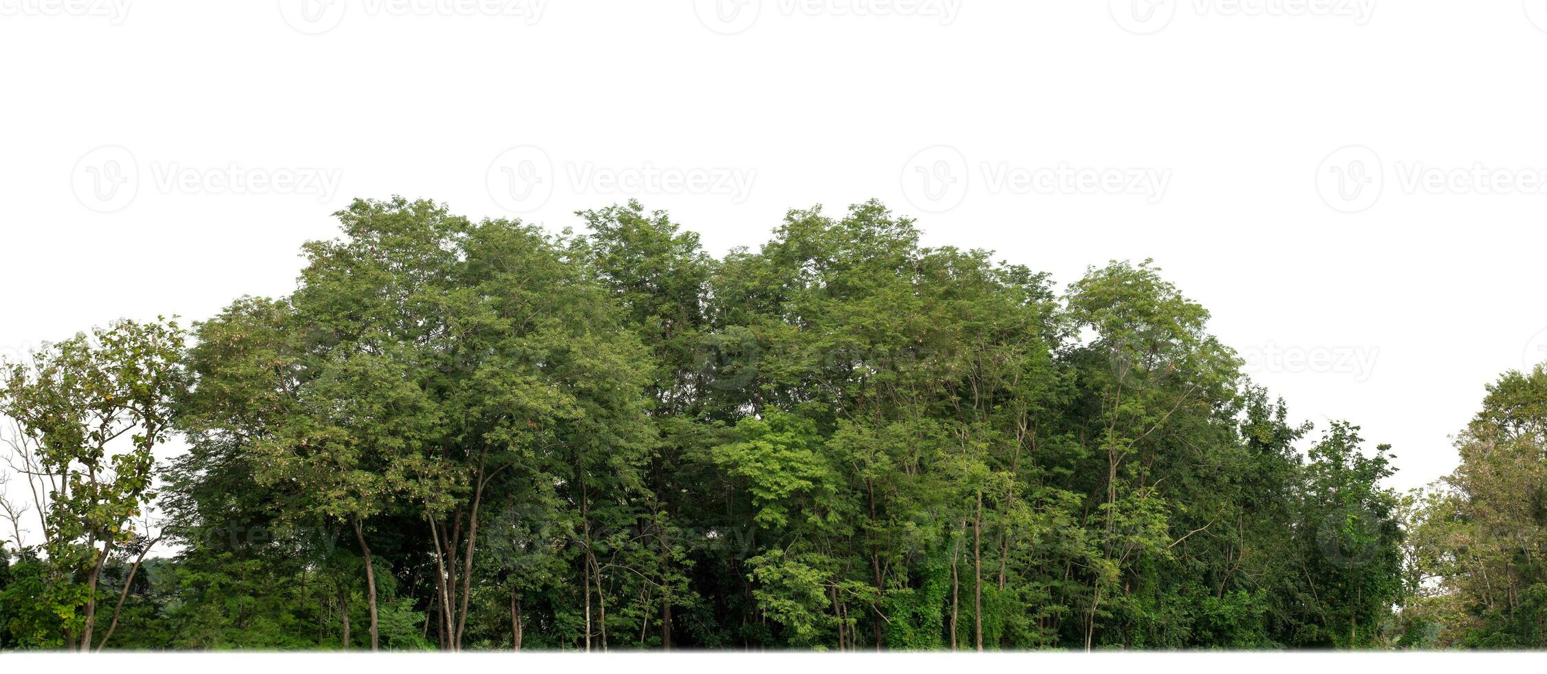 A group of rich green trees High resolution on white background. photo