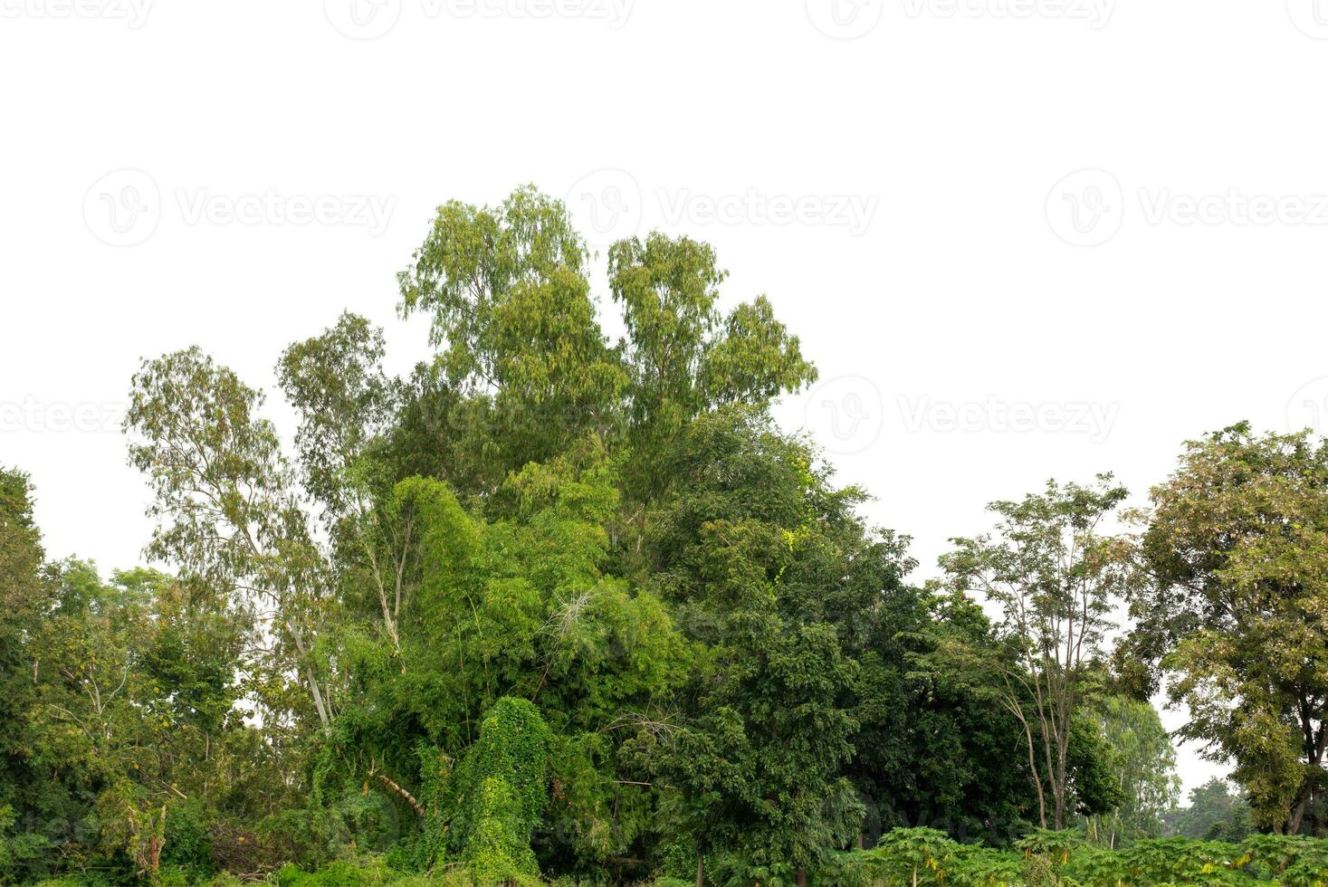 A group of rich green trees High resolution on white background. photo