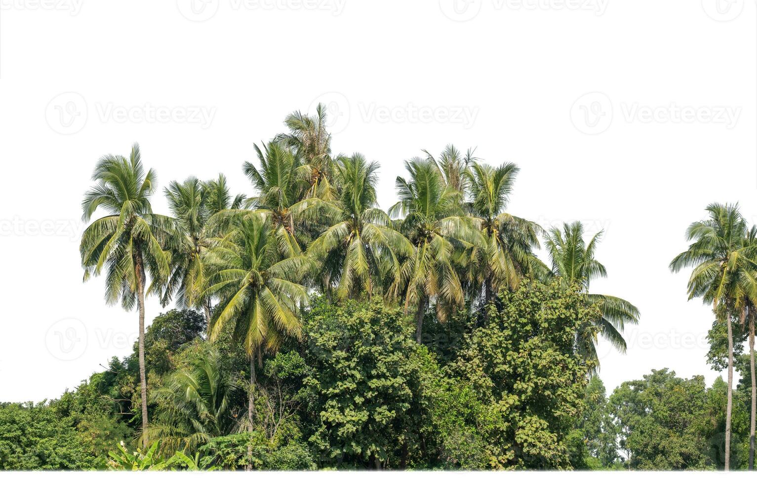 A group of rich green trees High resolution on white background. photo