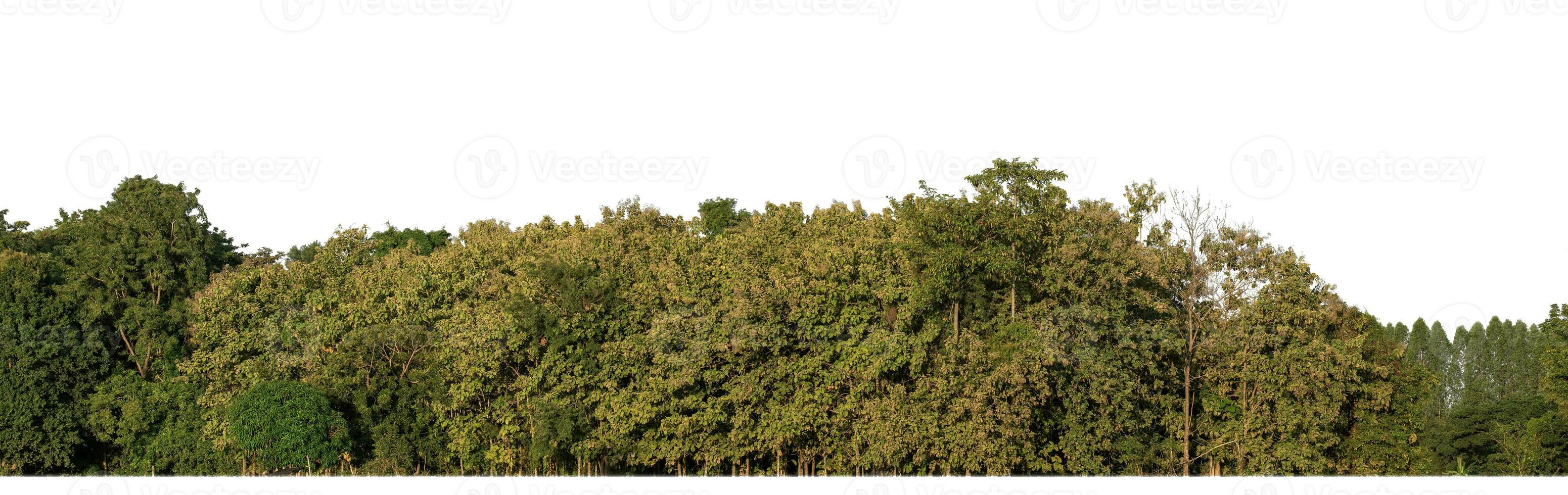 Forest in summer, high resolution on white background. photo