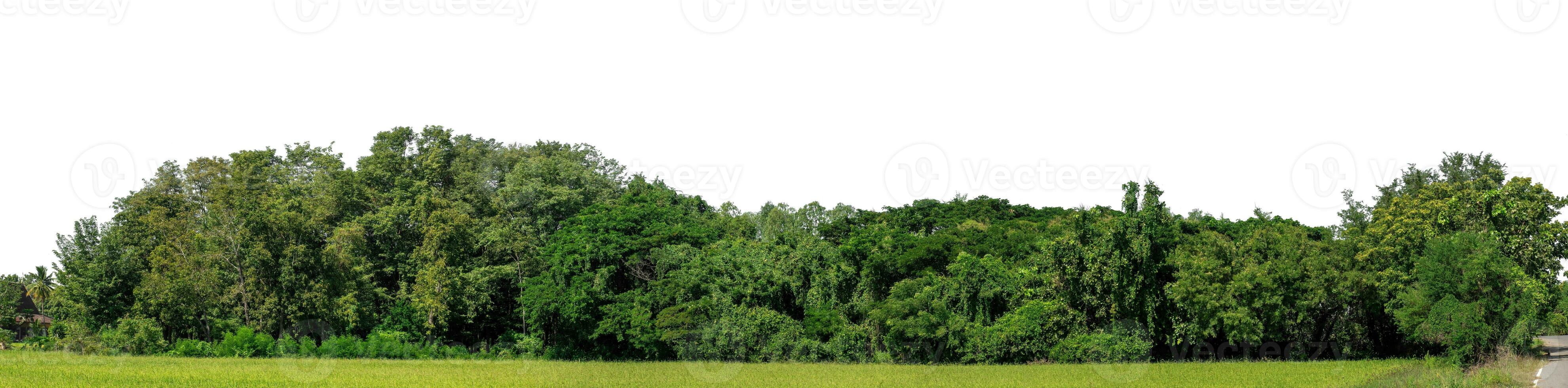 un grupo de Rico verde arboles alto resolución en blanco antecedentes. foto