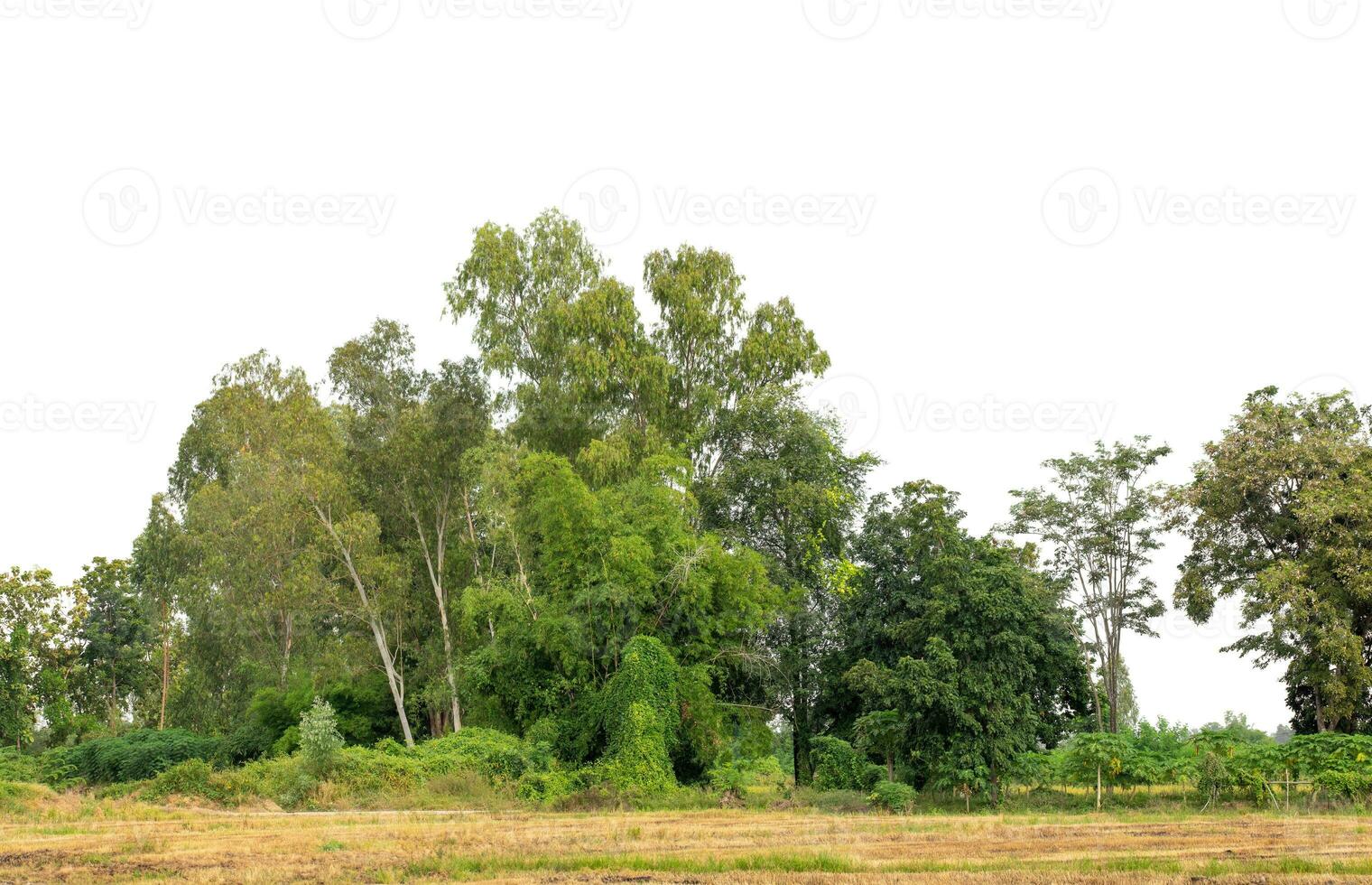 A group of rich green trees High resolution on white background. photo