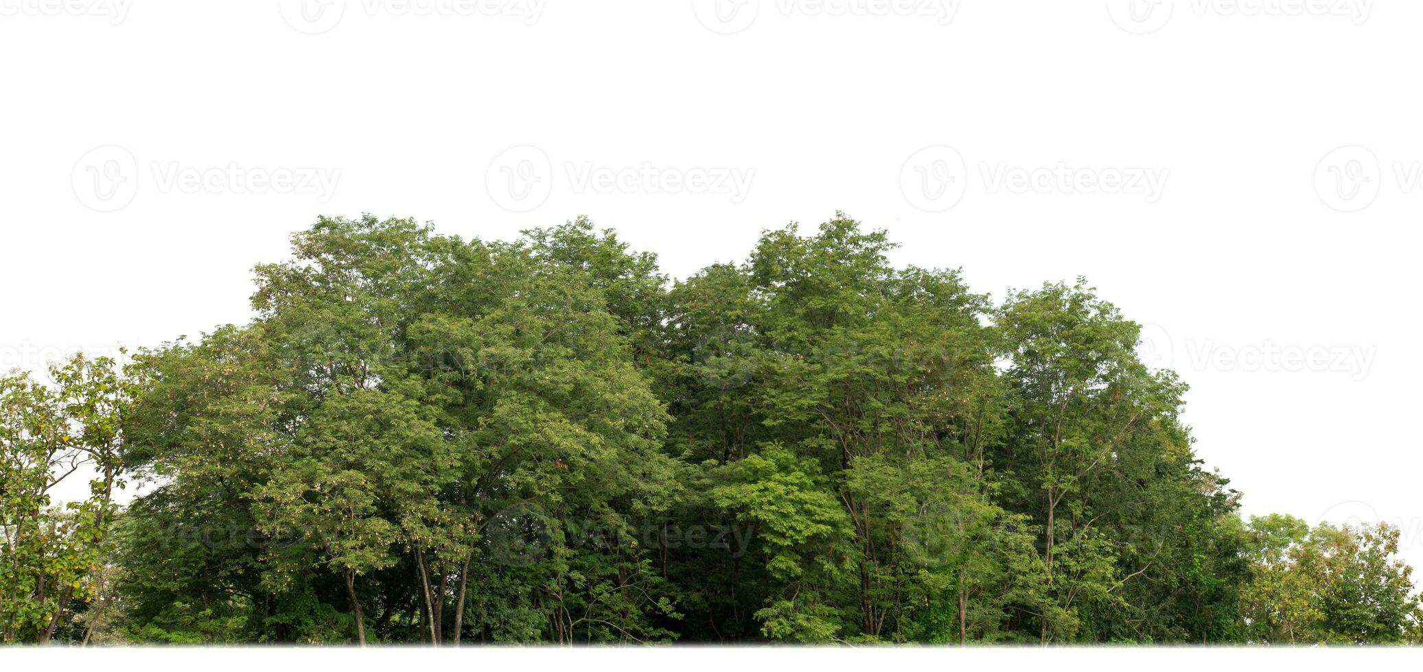 un grupo de Rico verde arboles alto resolución en blanco antecedentes. foto