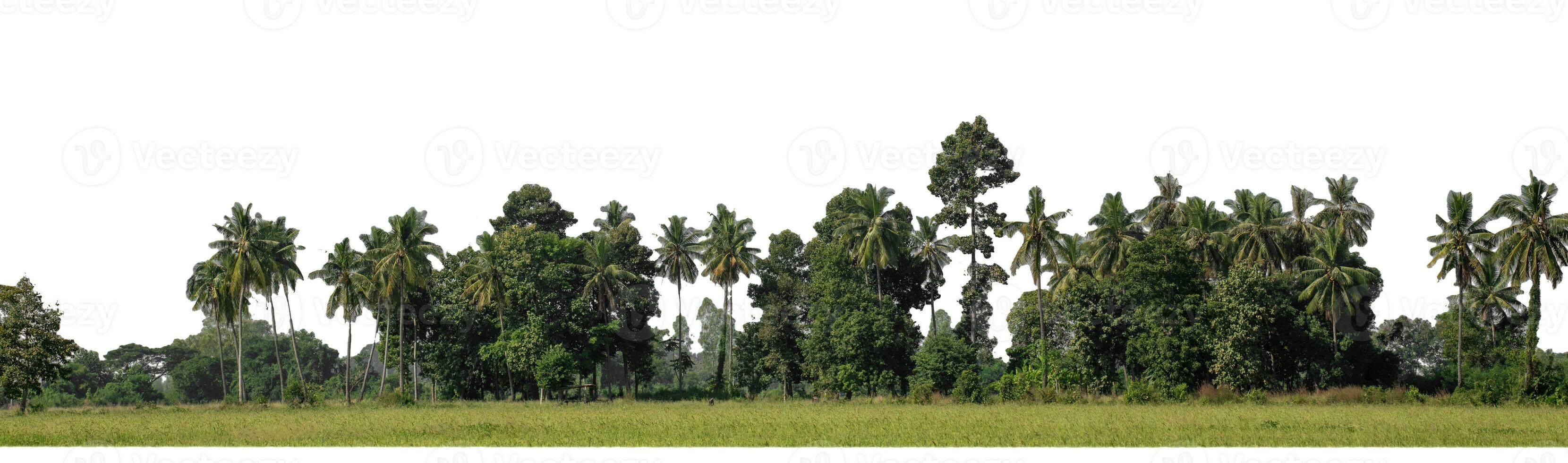 A group of rich green trees High resolution on white background. photo