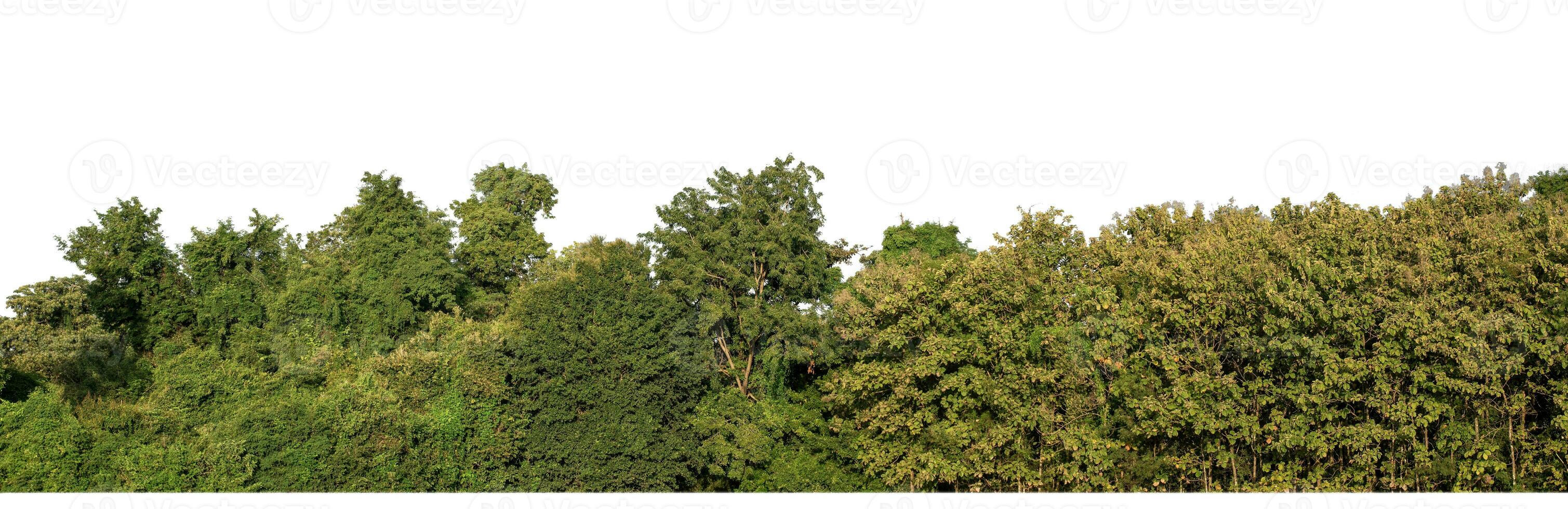 Forest in summer, high resolution on white background. photo