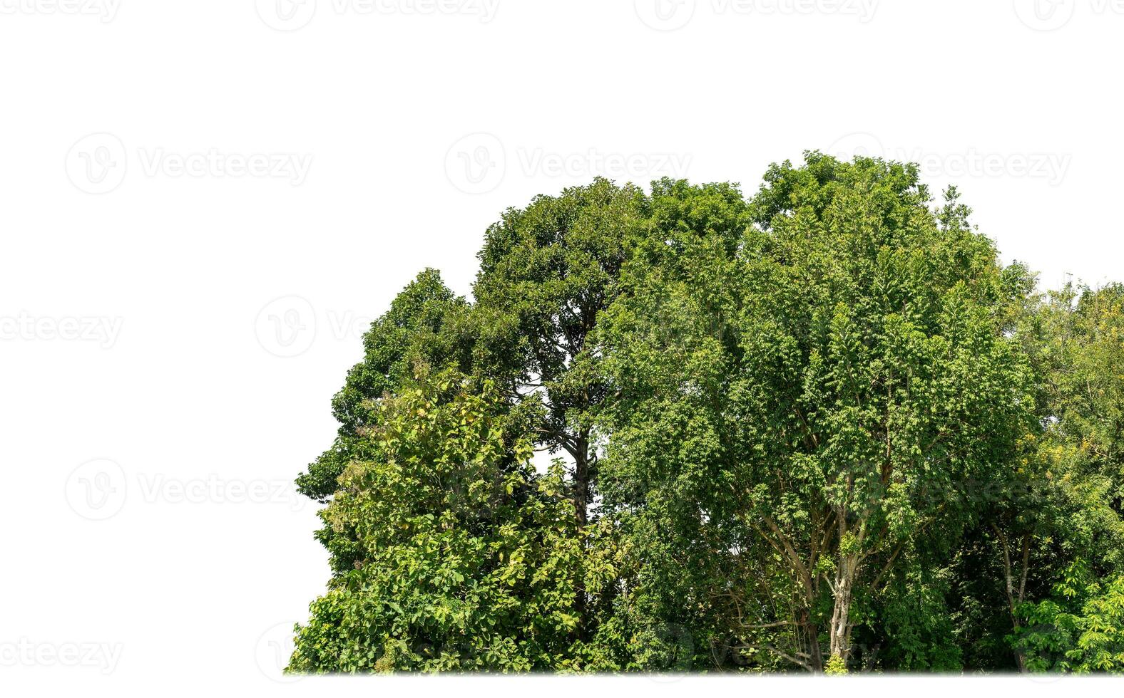 A group of rich green trees High resolution on white background. photo