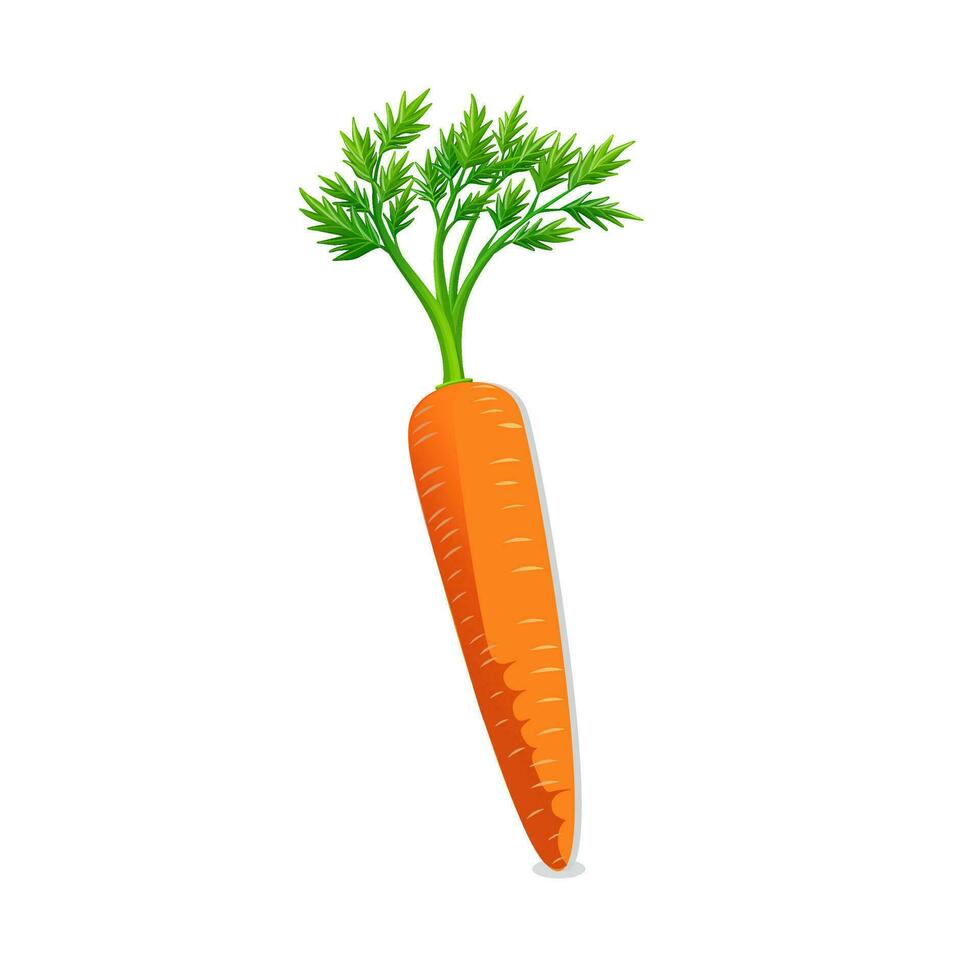 Zanahoria vector gratis descargar