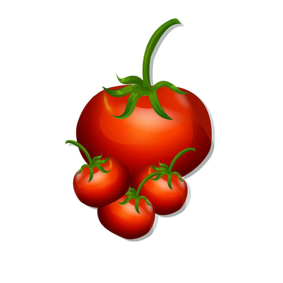 Tomato vector Free Download