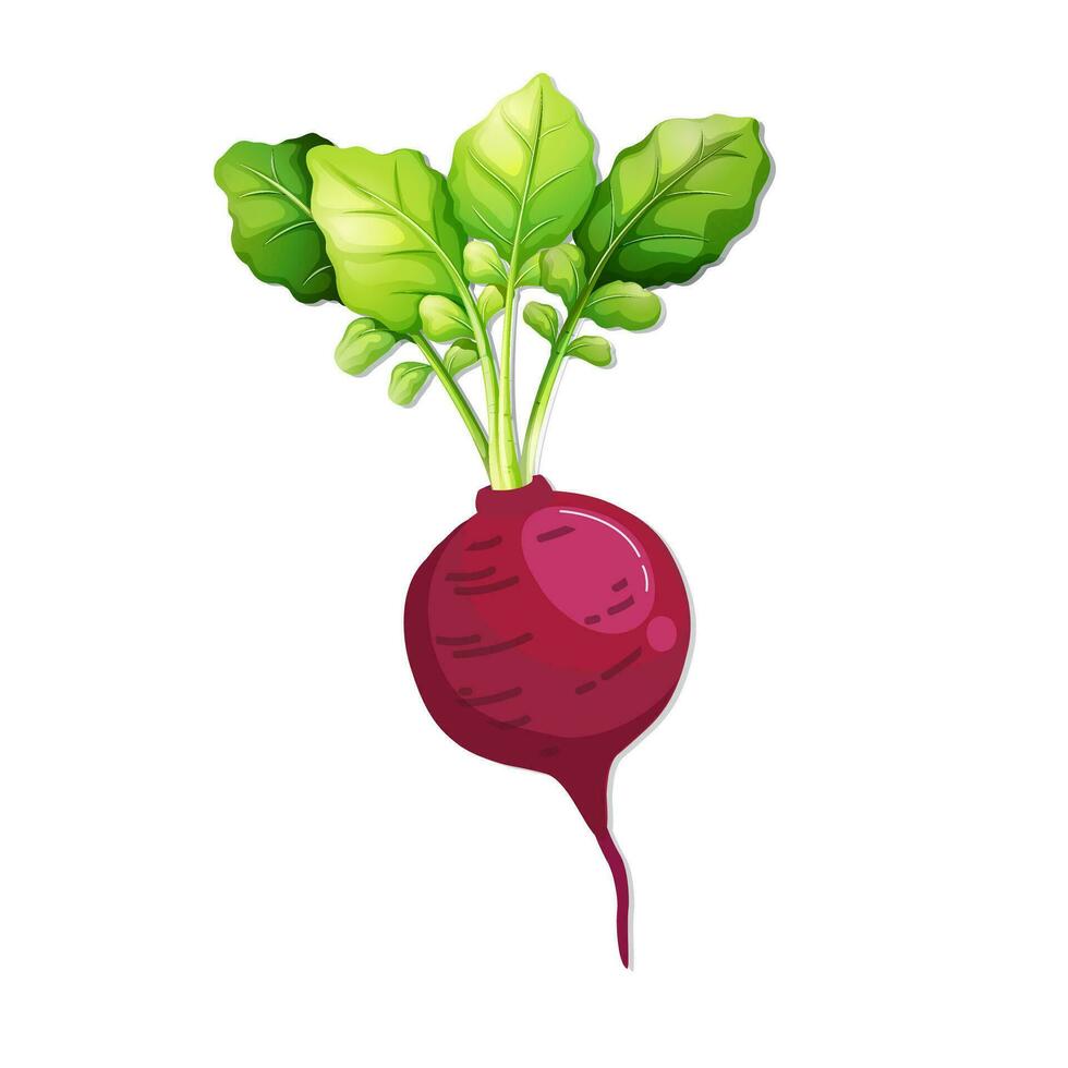 Beetroot vector free download