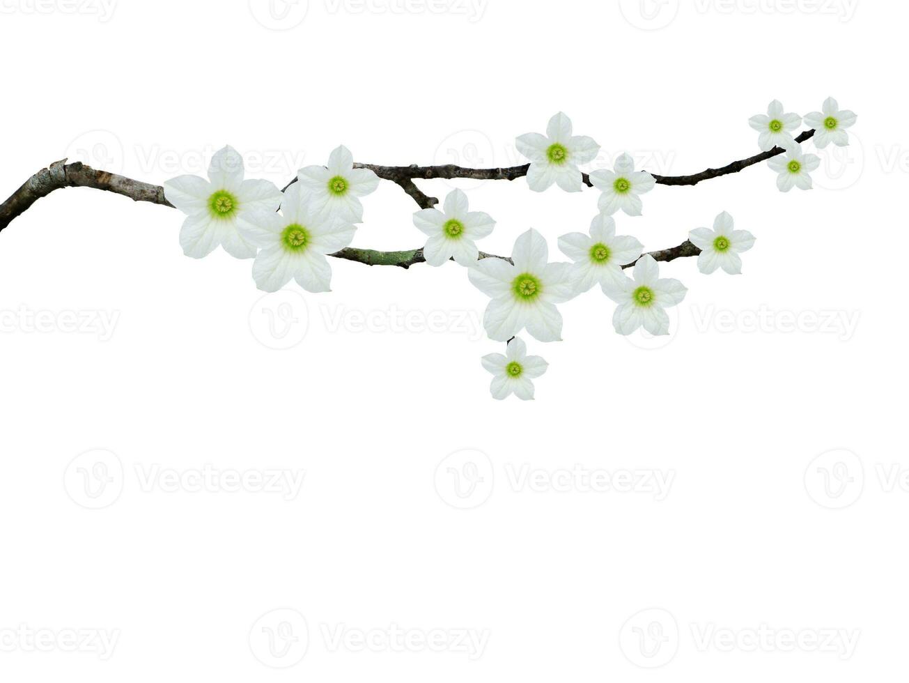 The tree branches with white ivy flower isolate on empty background. Flower arrangement design. photo