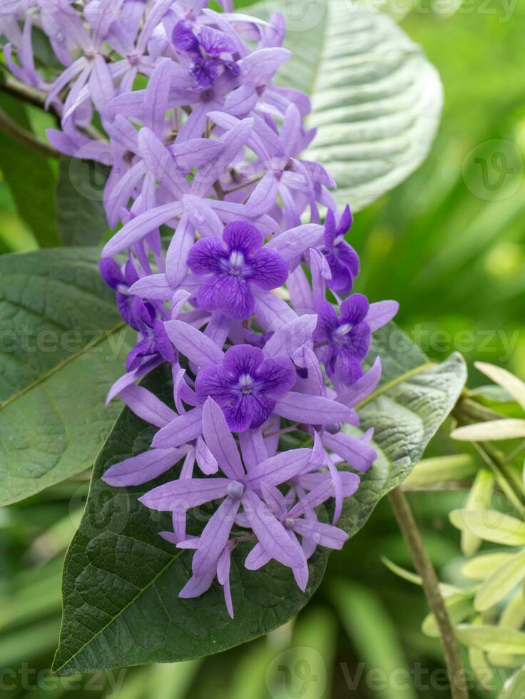 Close up of Purple Wreath Sandpaper Vine flower background. photo