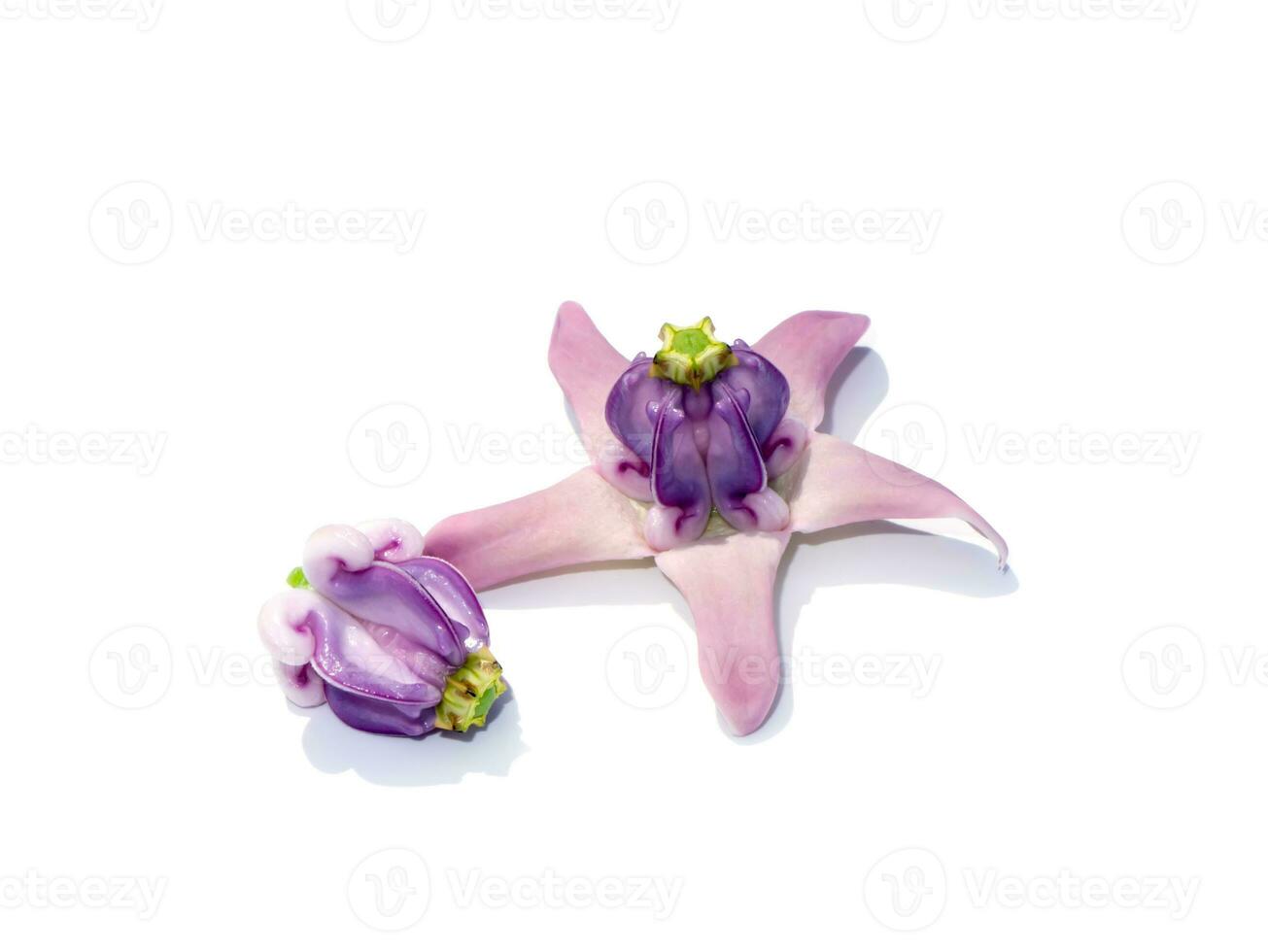 Close up soft violet Crown Flower, Giant Indian Milkweed, Gigantic on white background. photo