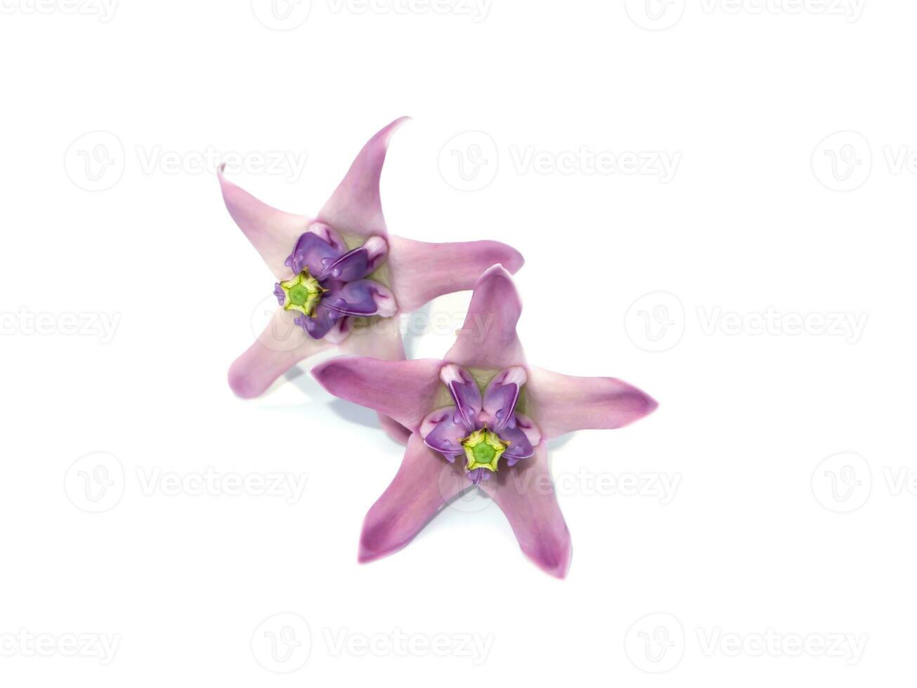 Close up soft violet Crown Flower, Giant Indian Milkweed, Gigantic on white background. photo