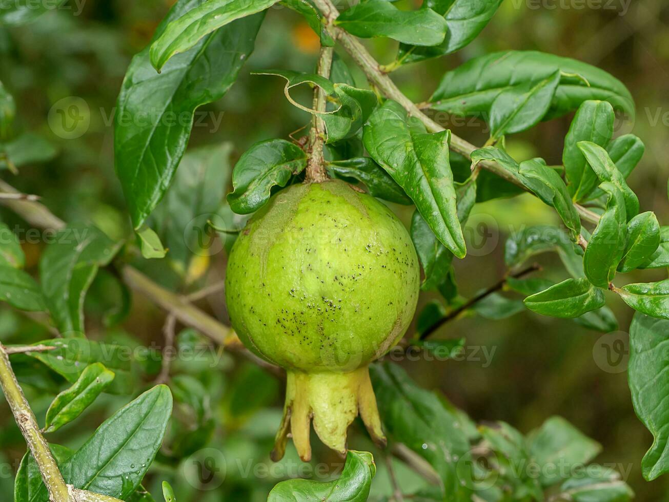 cerca arriba verde granada, punica manzana Fruta en difuminar antecedentes. foto