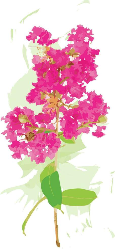 Abstract of Crape Myrtle Flowers on white background. vector