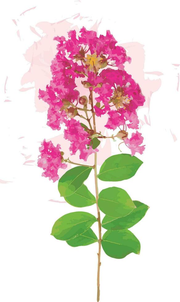 Abstract of Crape Myrtle Flowers on white background. vector