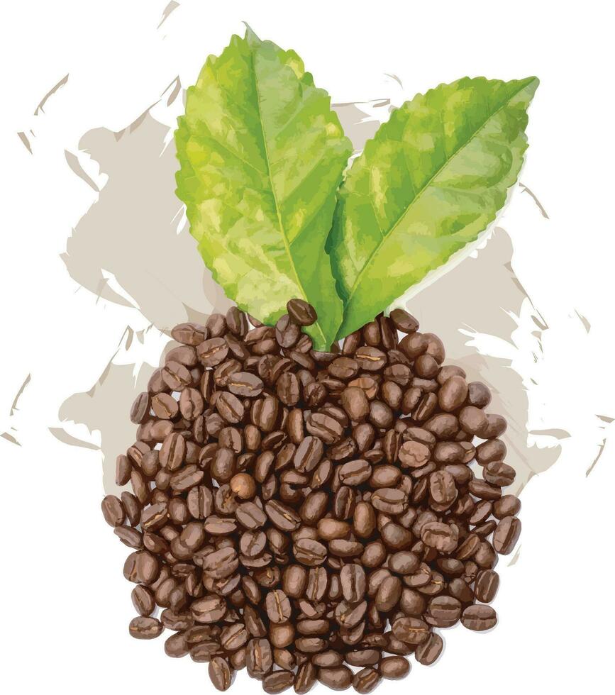 Abstract of Coffee beans on the white background. vector
