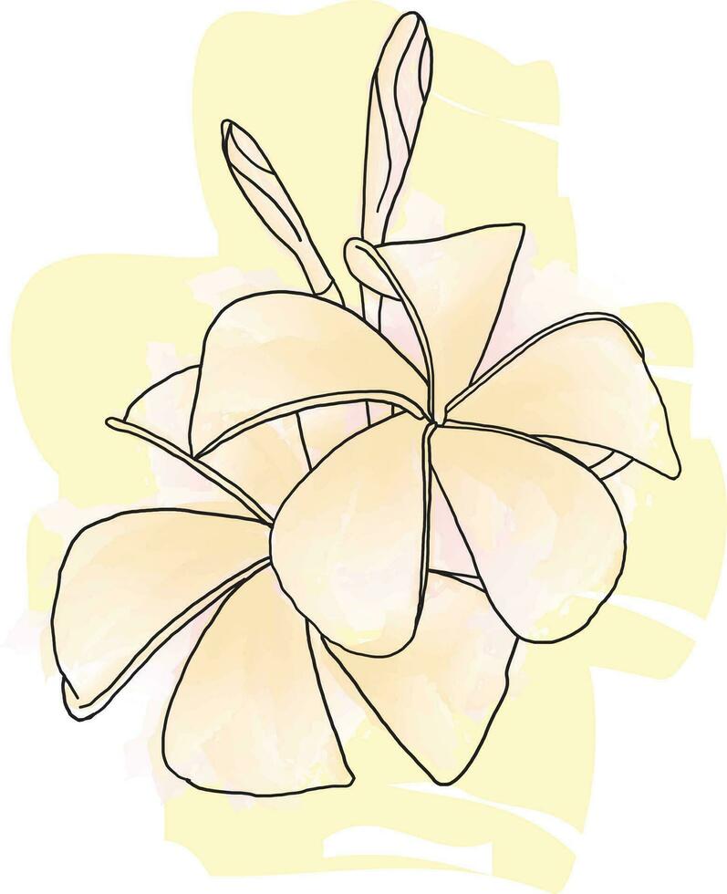 Abstract line of Frangipani, Pumeria flower with color paint on white background vector