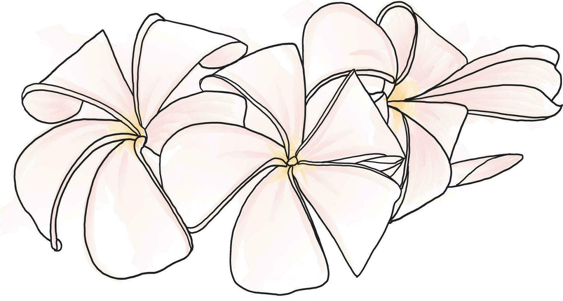 Abstract line of Frangipani, Pumeria flower with color paint on white background vector