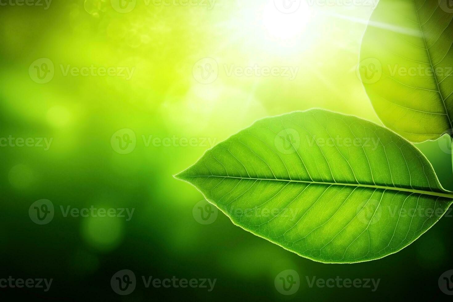 AI generated Branch with green leaves in sunlight, bokeh effect. Summer background. Ai generated photo