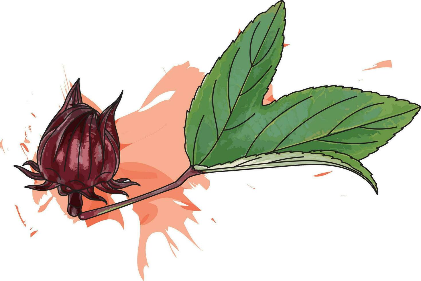 Abstract red Hibiscus sabdariffa or roselle fruit with leaf and red color spread on white background vector