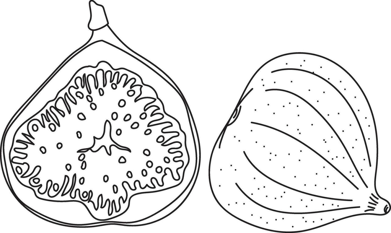 Abstract line of fig fruit. vector