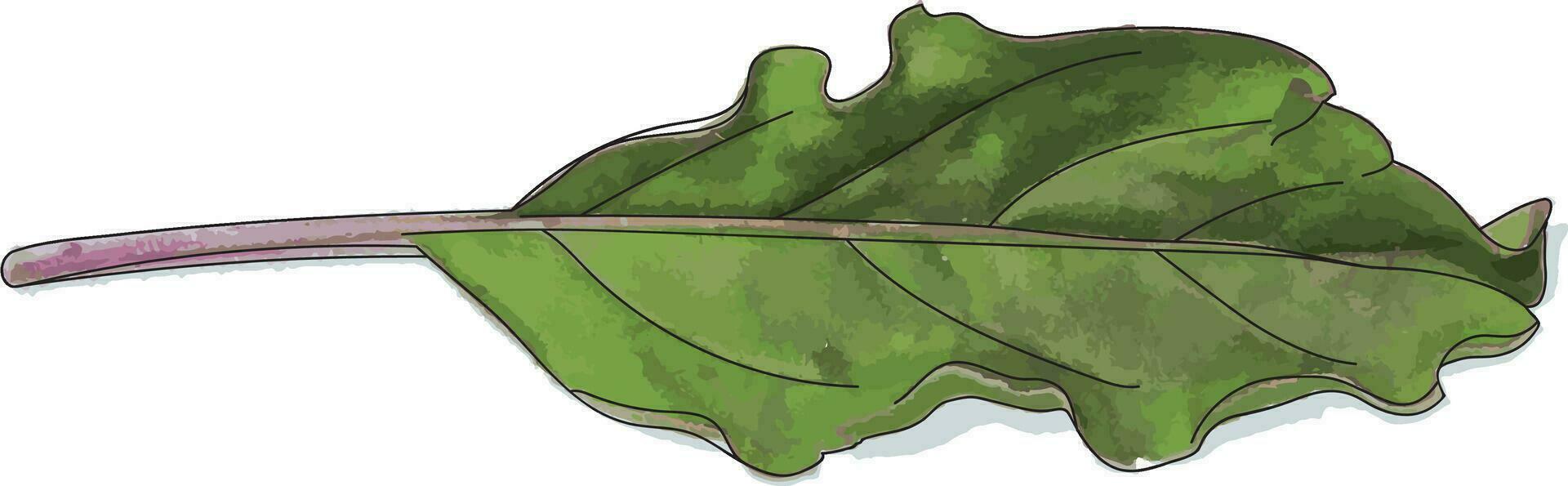 resumen santo albahaca, sagrado albahaca hojas en blanco antecedentes. vector