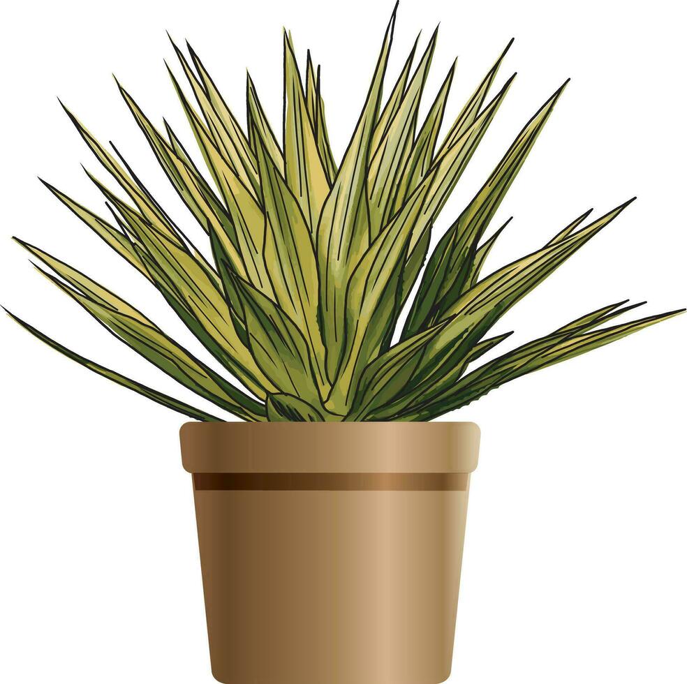 Abstract of Agave plant on brown pot. vector