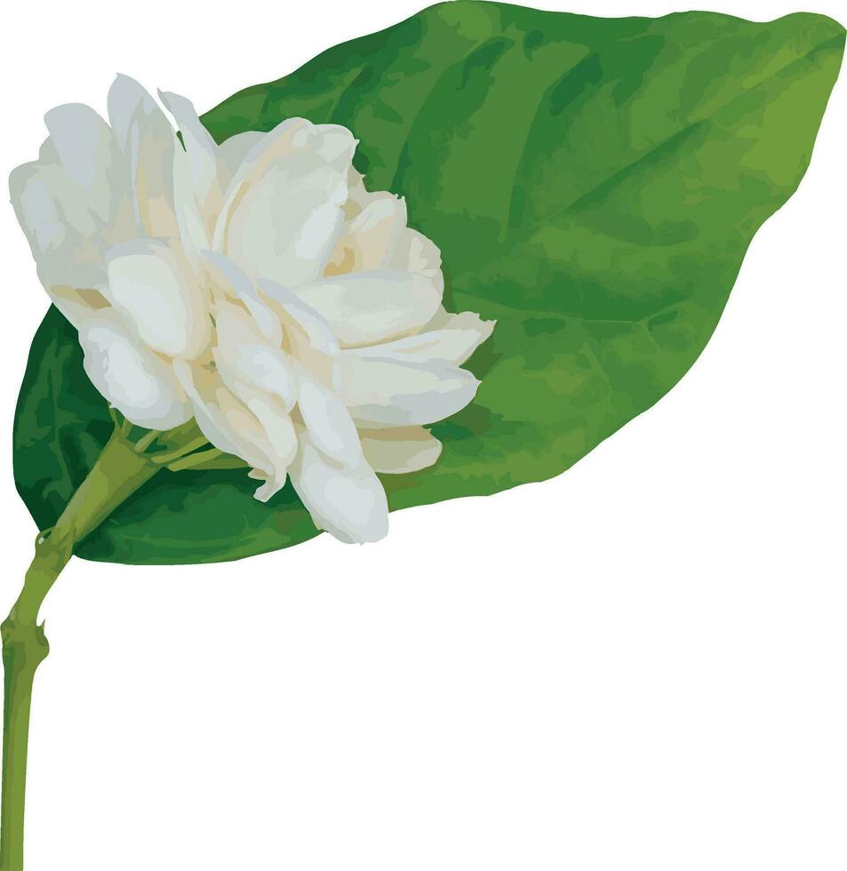 Abstract of white Arabian jasmine flower with leaves on white background. vector