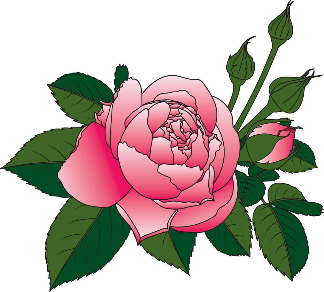 Abstract of pink rose flower with leaves on white background. vector
