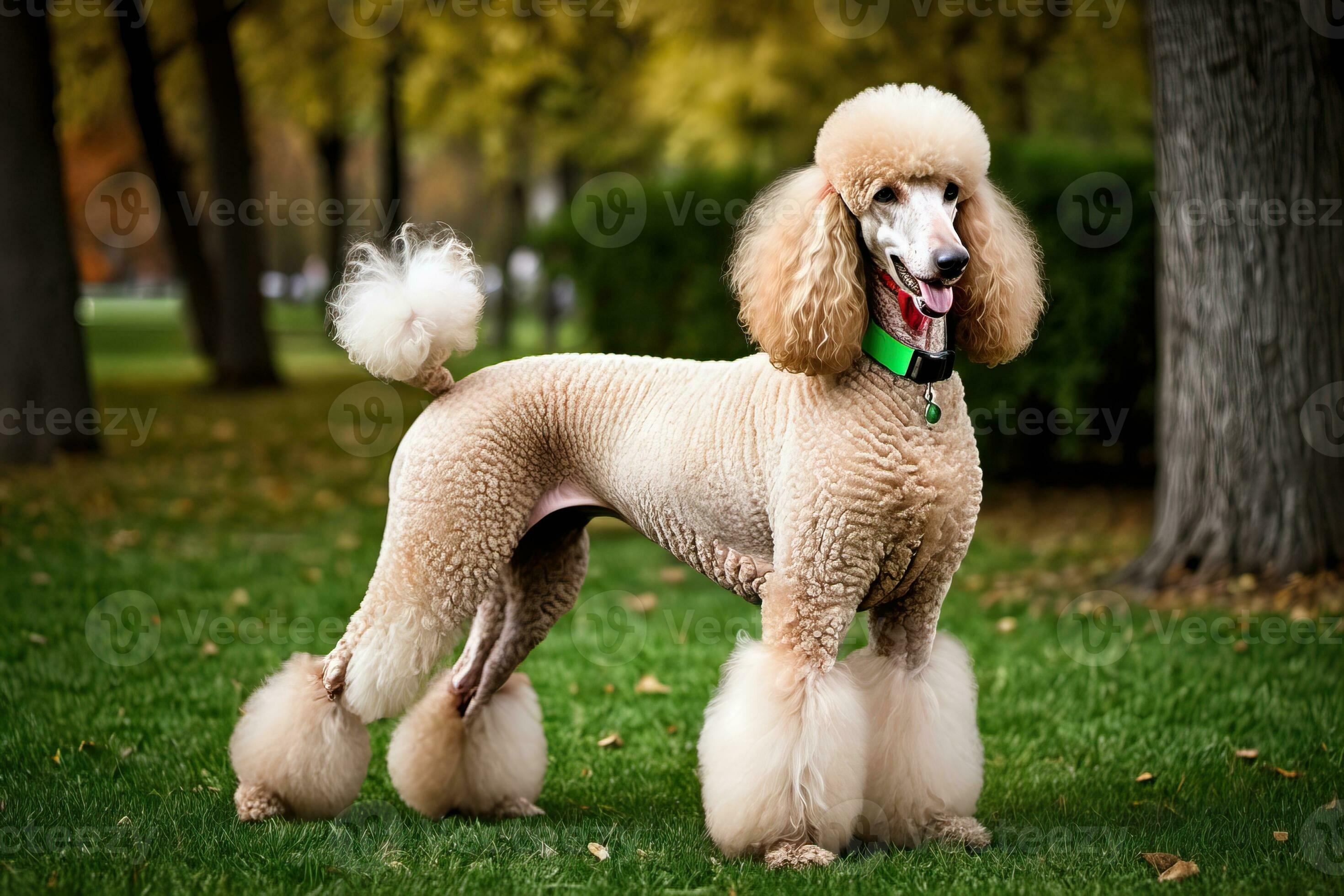 Standard hotsell poodle tail