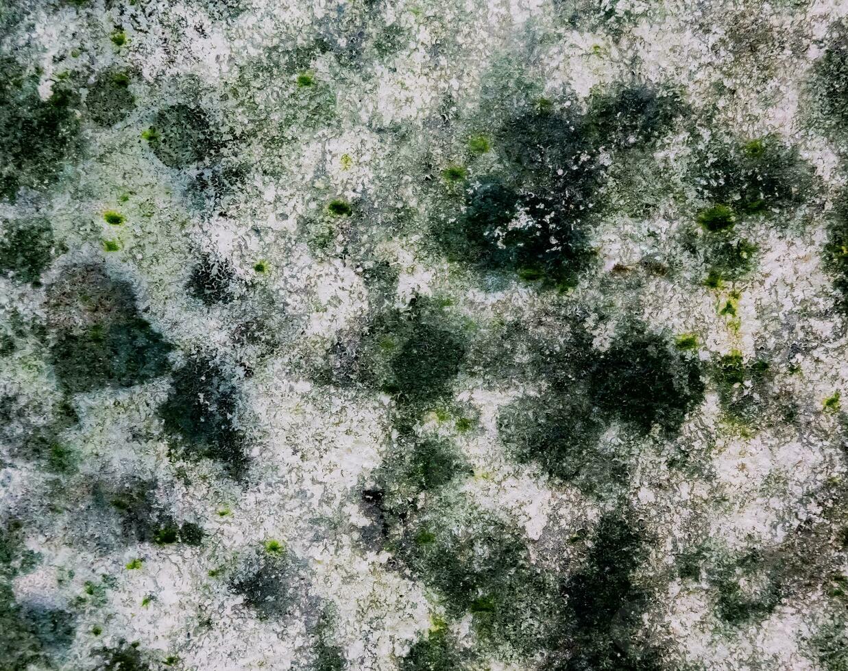 The background wall has a beautiful green and white pattern. photo